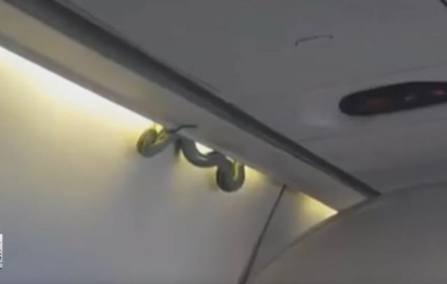 Panika na 9.000m: Zmija nad glavama putnika aviona (VIDEO)